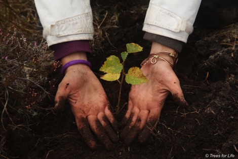 Hands cradling a newly planted tree